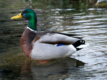 Duck. - Kostenloses image #468667
